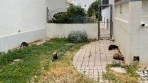 Ayto Gatos Callejeros