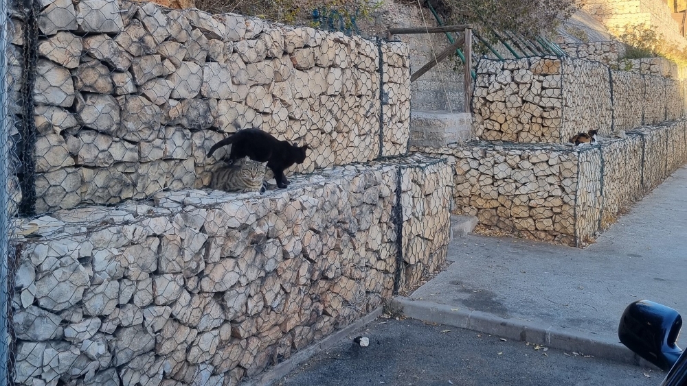 AYTO Colonia_Gatos2024