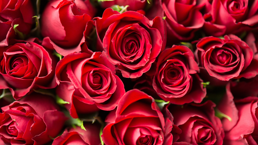 VALENTINE Roses