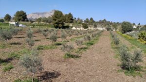 05 NEWS Crop Fields Xàbia 01