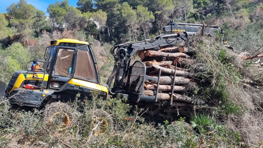 1115 NEWS Forestal 1