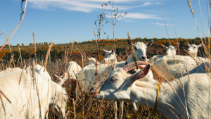 NEWS ARTICLE Goats Grazing
