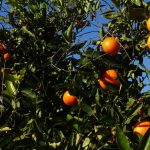 Xàbia Launches “Consumeix Xàbia, KmX” to Champion Local Produce