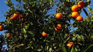 NEWS ARTICLE Oranges 1