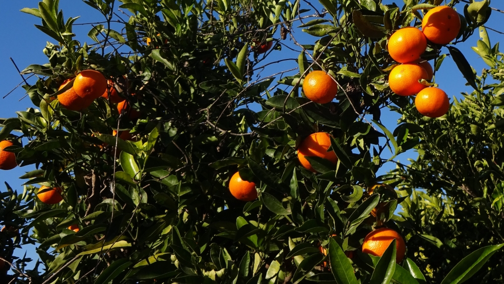 NEWS ARTICLE Oranges 1