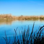 Regional Government Confirms Albufera Has Lost 10 Centimetres of Depth in Two Decades